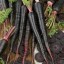 Black Carrot